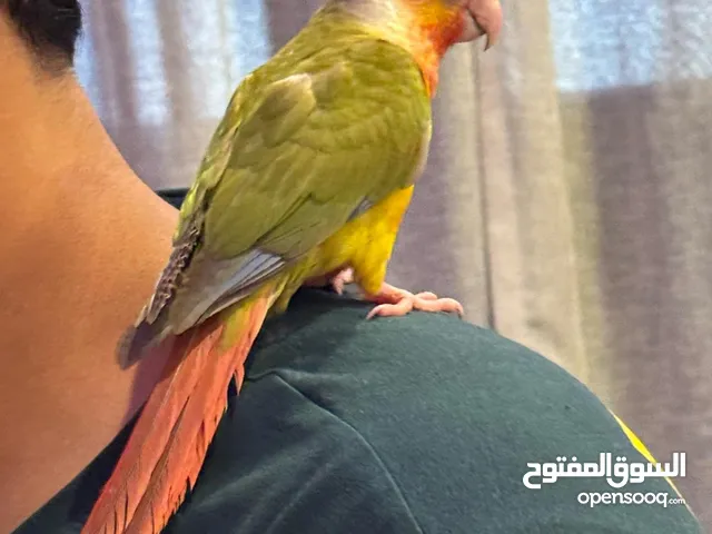 للبيع كنيور باينبل فل صحه وفل ربوه
