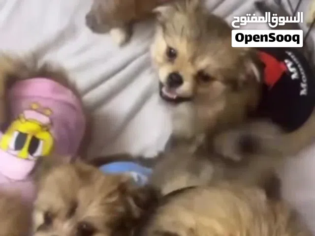 كلاب شي واوه