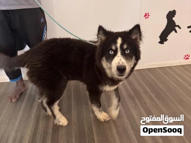 Husky puppy