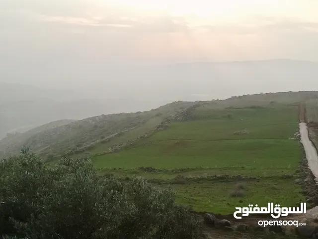 قطع اراضي في ام قيس مطلة على سد وادي العرب