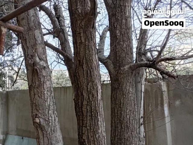 شجرة نجاص عمرها 35 سنة للبيع