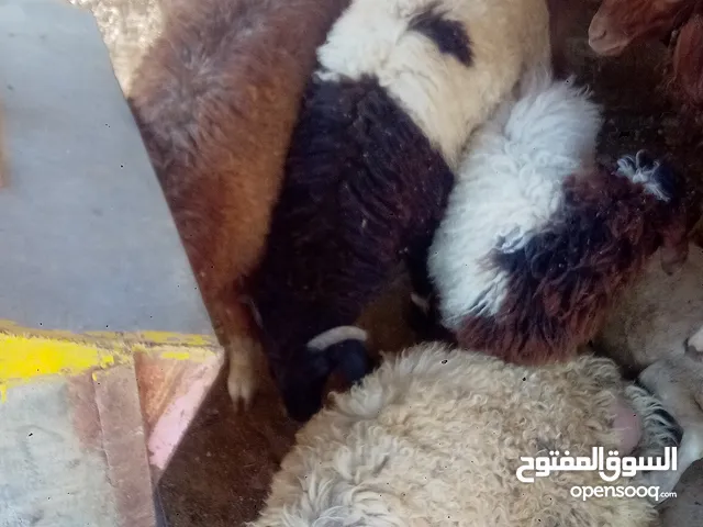خرفان للبيع للبيع