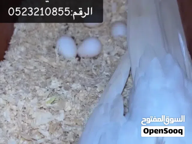 زوج كوكتيل البينو منتج