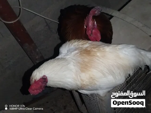 ديح اصلي ما.... للبيع ع 15 الف الواحد وستسهصتص ص98صهرص8ص تز--ت-2)727-2 2) #) # - نرسنص صتص صن صنص ص1