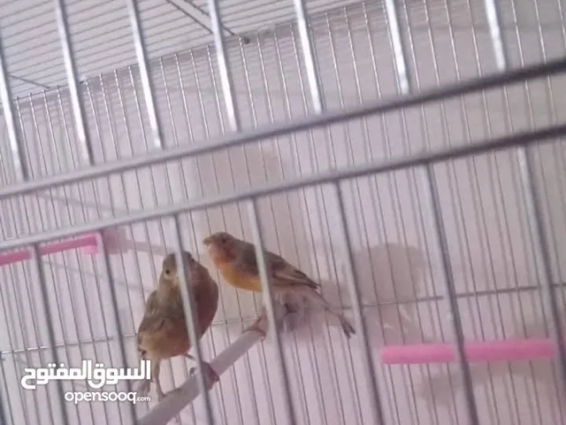 جوز شغال بصلاه علي النبي الفحل زي النار لا البيع