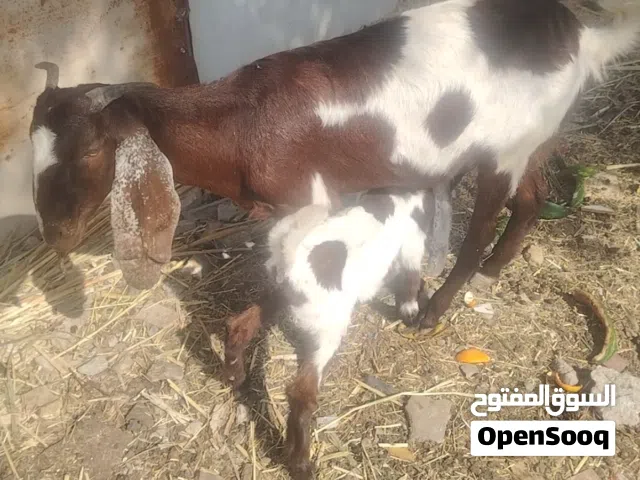 صخله هيه وبتهه نثيه