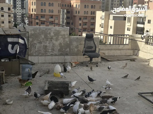 للبيع حمام بحدود 40 طير