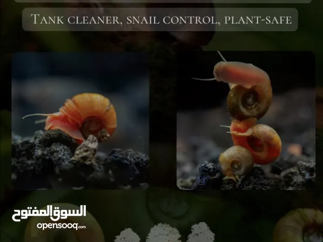 حلزون Ramshorn  للبيع فقط وسعر خاص للكميات يوجد عده الوان