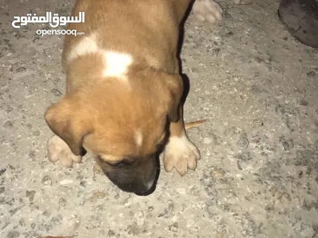 كلاب بيتبول الببيع اعمارهم شهرين