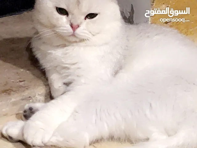  سكوتش فولد