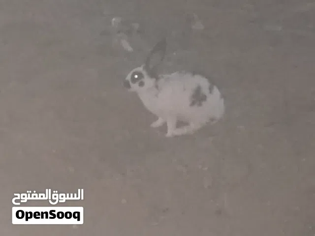 ارانب المانيا فراشه