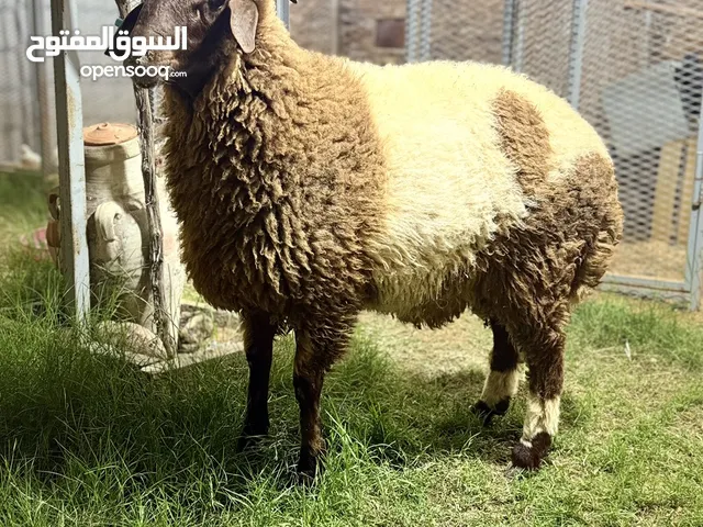 السلام عليكم