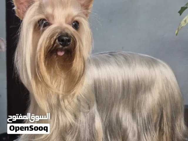 Yorkshire terrier for sale