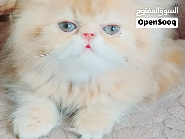 كيتن انثى بيرشن ريد زورار 52 يوم مدربه ليتر بوكس ومطعمه حشرات