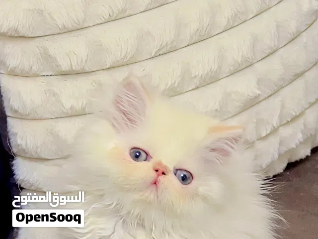 بنوته هيمالايا اورانج