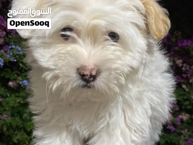 كلب البيع فرنسي