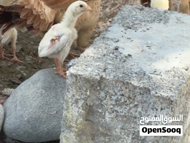 دجاج باكستاني