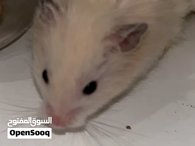 هامستر للبيع