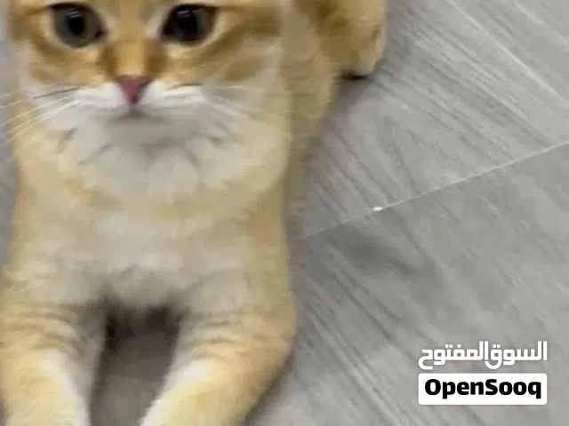 Scottish fold kitten cat   neutered spayed vaccinated fully adopted looking for a new family
