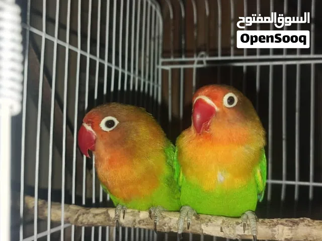 كوبيا فيشر