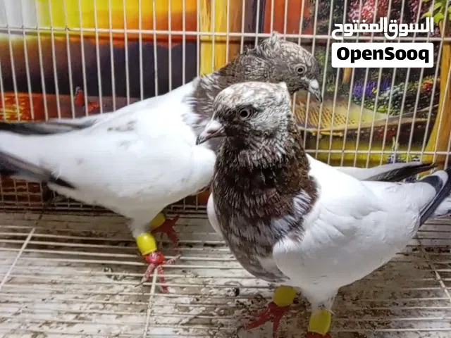 حمام زينه للبيع ايراني كلاي ومكاوي وقفص إقرأ الوصف وتشوّف يمكن لك نصيب فشي