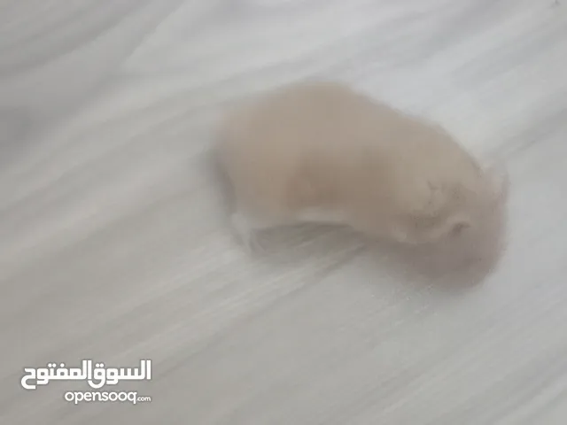 هامستر للبيع السعر 95