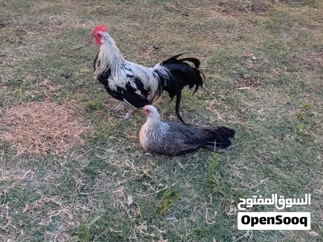 دجاج يوكوهاما للبيع العمر8شهور