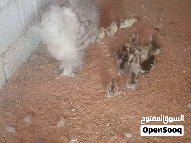 دجاجة برهما تحتها 16الفلوس حضان طبيعي