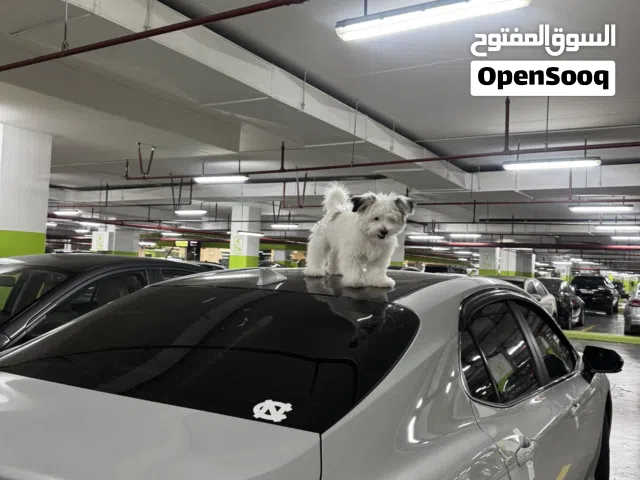 كلب مالتيز