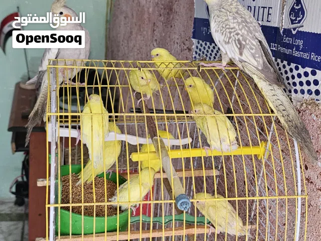 طيور حب عددهن 10 صفر عيون حمر اصليات مع زوج كوكتيل هنه وثنين اقفاصه وياهن