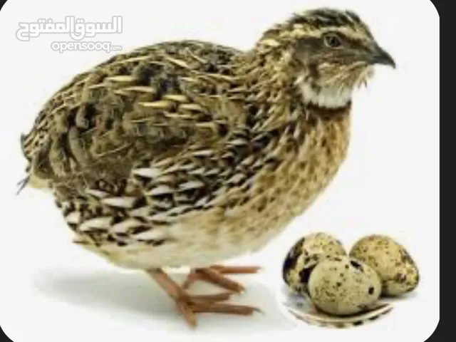 كتاكيت دجاج و سمان بجميع الأعمار للبيع