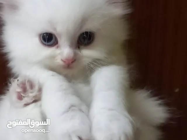 Persian kitten's