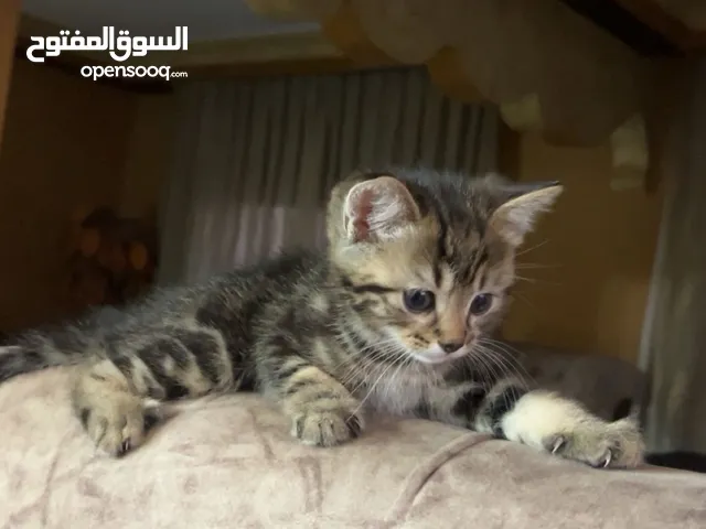 قطط جميله للتبني بشرط مخافه الله فيهم