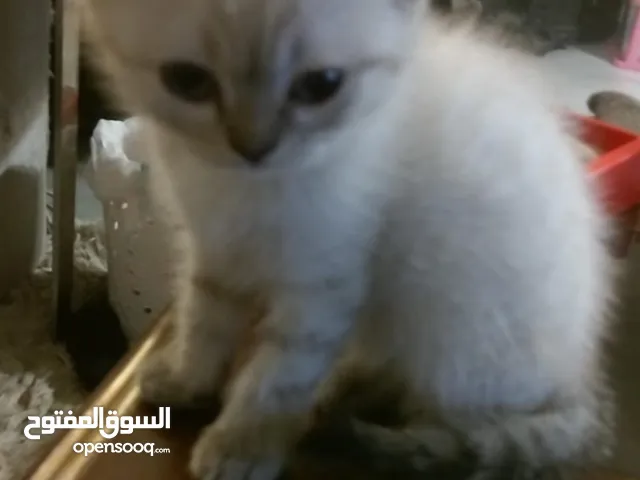 للبيع قطوة انثي عمرها شهرين ونصف