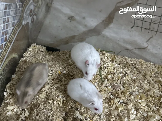 هامستر روسي لون ابيض وفستقي العمر شهر ونص