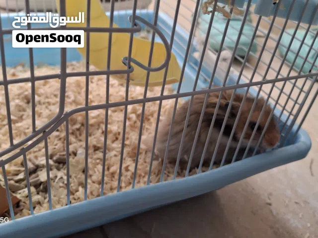 هامستر لون مميز