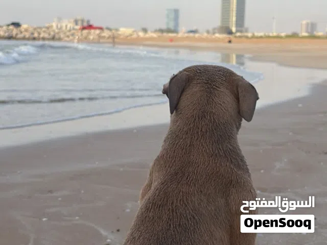 كلبة أميركن بولي انثى العمر سبع شهور بصحة ممتازه ولعوبه