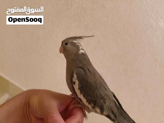 بسم الله ما شاء الله  للبيع حبة كوكتيل وايت فيس ألية جدا جدا