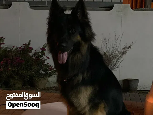 جراوي للبيع  النوع : جيرمن شيبرد ورك لاين