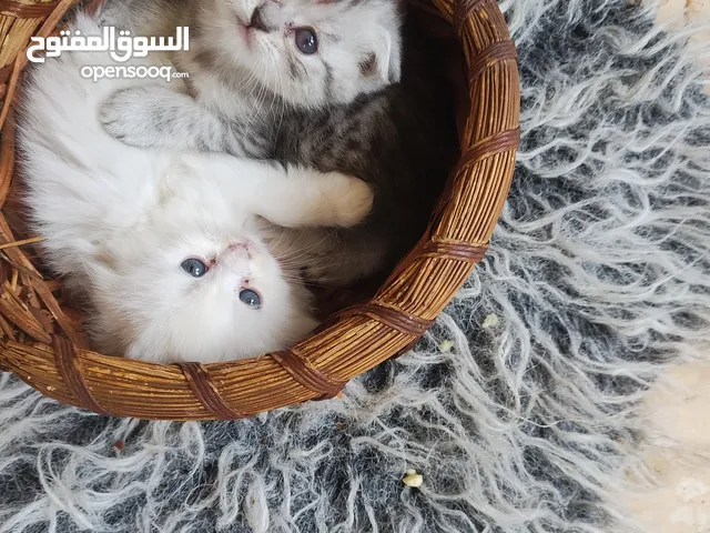 حلويات عمر شهرين للبيع