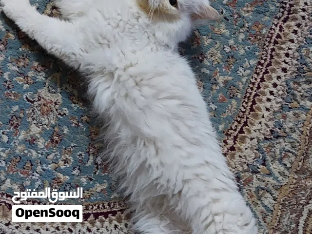 للتبنى قط ذكر شيرازى هاف بيكى فيس أبيض عيونه لون ولون -  عين خضراء وعين زرقاء العمر 3 سنوات ونصف