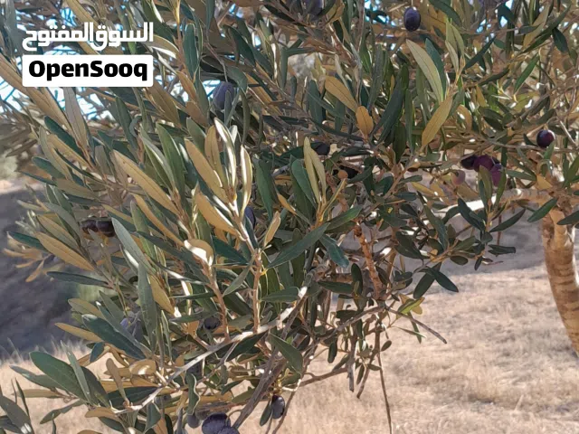 زيت زيتون للبيع مسلاتة