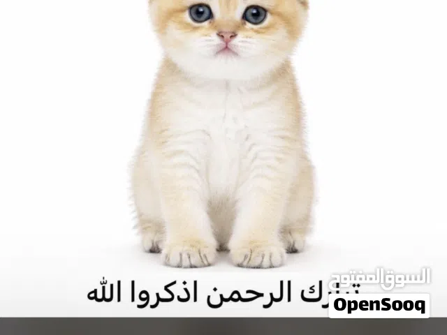 اجمل الكائنات