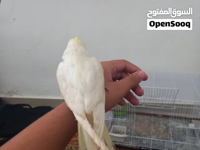 كوكتيل مروض فل العمر شهرين مفطوم تواصل على الوتساب