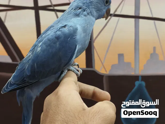للبيع فرخ متو فايلوت