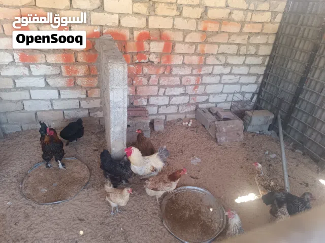 مجموعة دجاج عربي وعربي مضروب على البراهمة