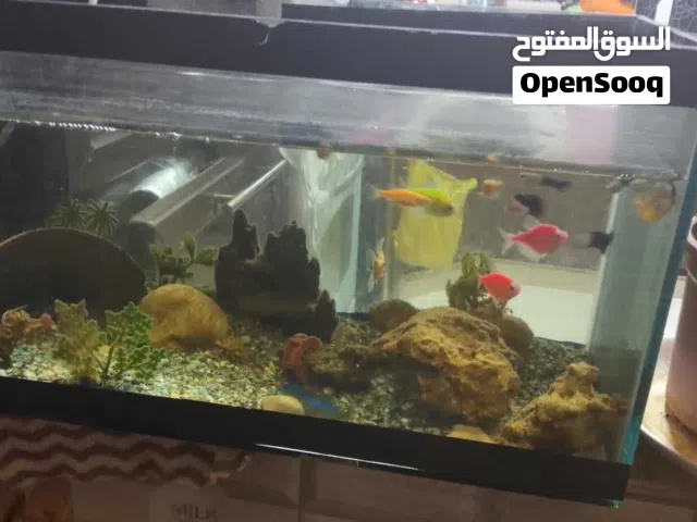 سمك مع كامل مطلقاته نظيف 50 سم مع سمكه الفلتر وحجار والزينه ومعاه كم سمكه ...