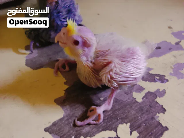 سلام عليكم افراخ كوكتيل