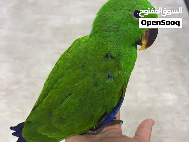 اكلكتوس أليف جداً