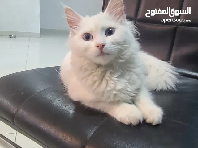 Turkish Angora two cats available for adoption